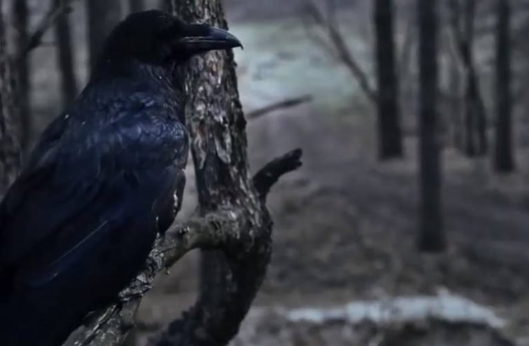 “Чорний ворон”: слабкість кіно проти сили літератури