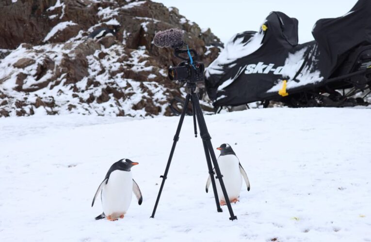 Фильм «Антарктида» Антона Птушкина установил новый кассовый рекорд среди документальных лент