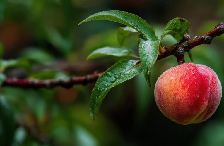 Скор: реальные результаты на персике, яблоне и груше