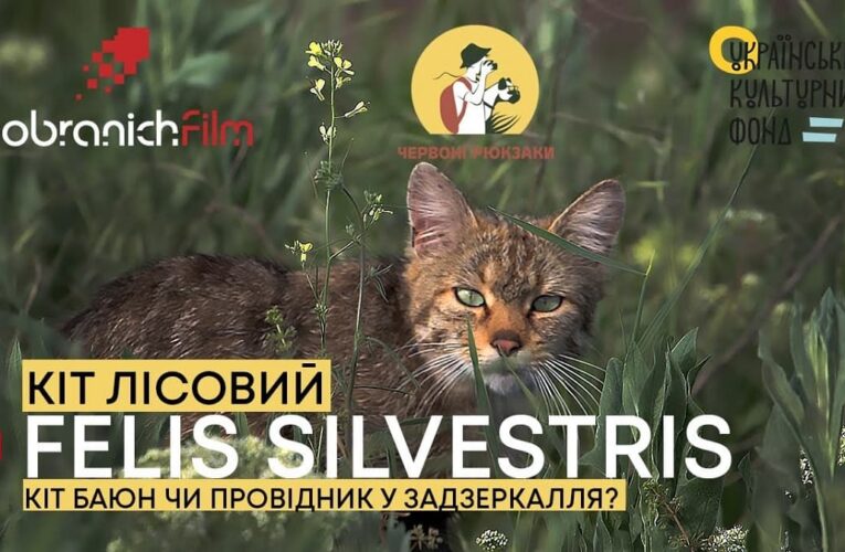 Кіт Лісовий: вийшов перший випуск програми «Червоні рюкзаки» на youtube